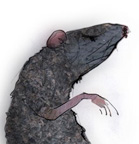 The Nutracker - Costume design for Mice